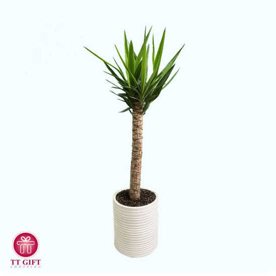 Yucca Flower Vase