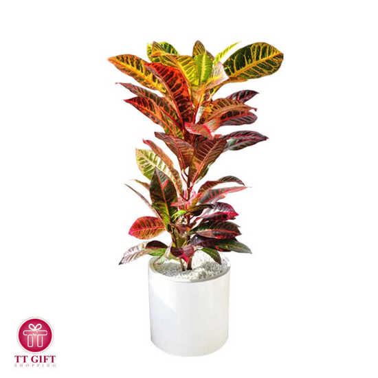 Croton Flower Vase