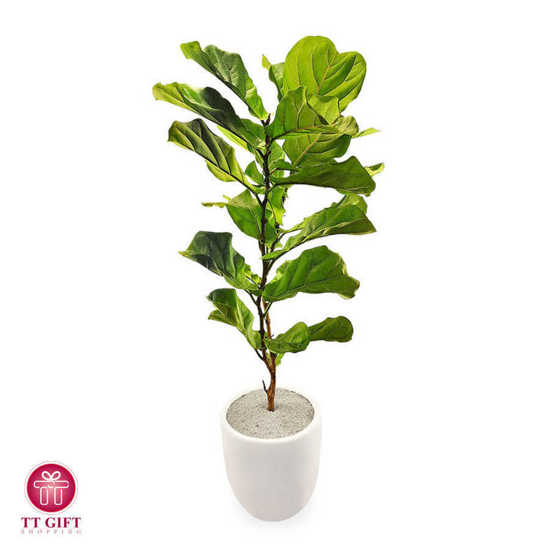 Ficus lyrata Flower Vase