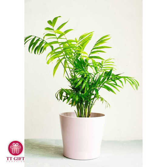 Chamaedorea Elegans Vase