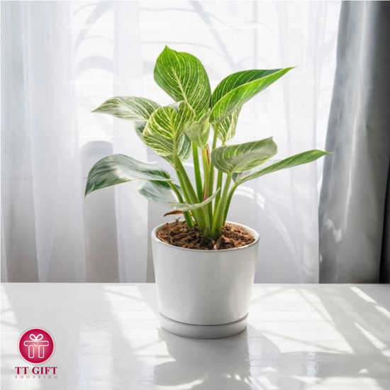 Philodendron Birkin Flower vase