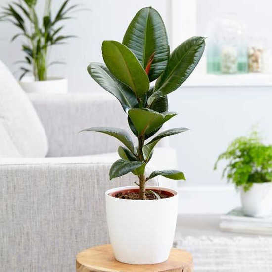 Ficus Elastica Flower vase