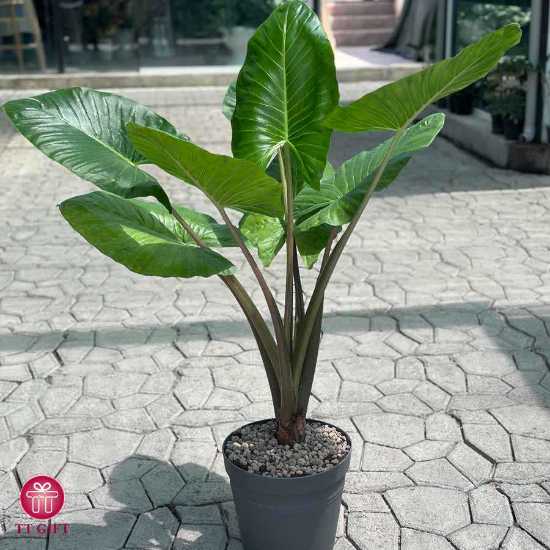 Alocasia Flower vase