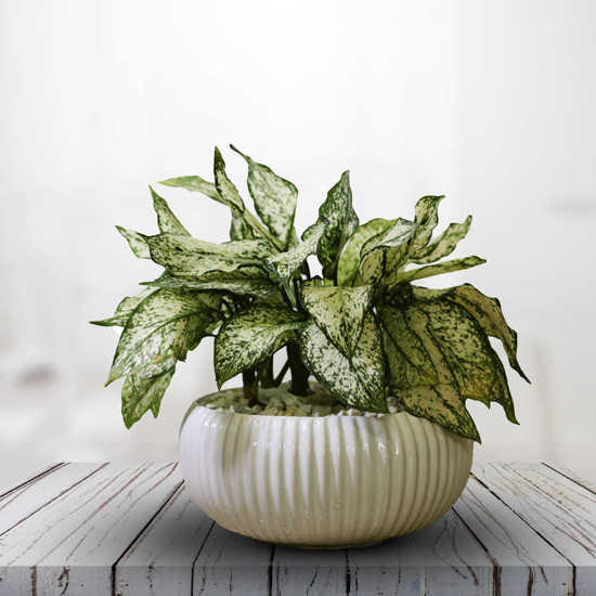 Aglaonema Flower vase