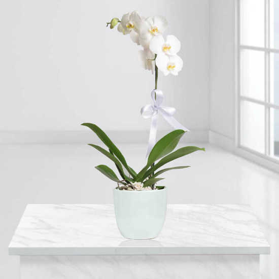 Orchid Vase