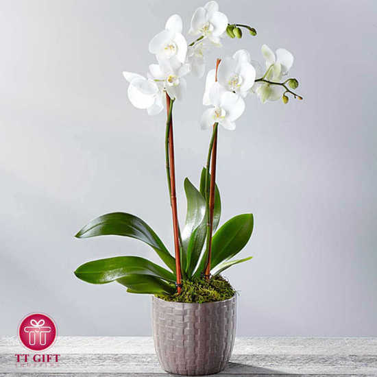 Orchid Vase 2