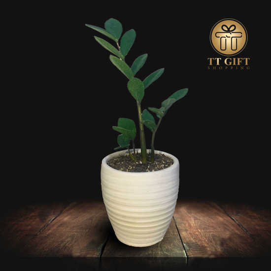 Zamofilia flower vase