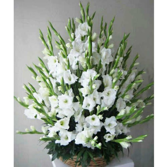 Zohal White Gladiolus Funeral Flower Basket