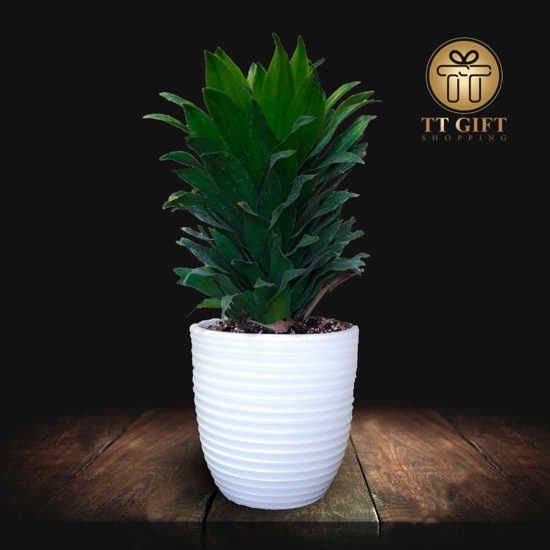 Dracaena compacta Flower vase