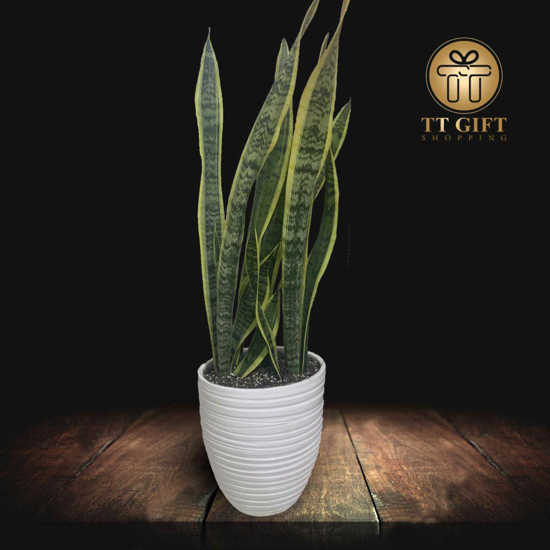 Sansevieria flower vase