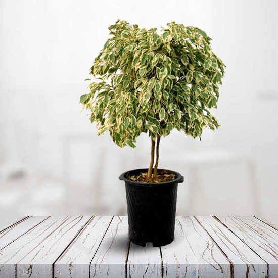 Ficus Benjamina Variegata