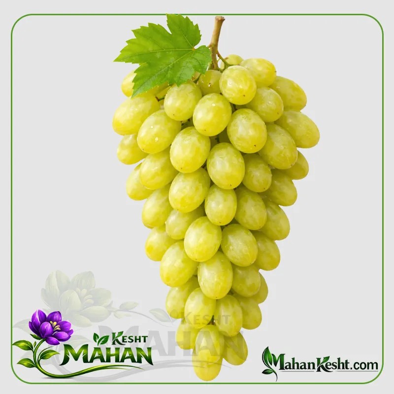 White Ruby Grape