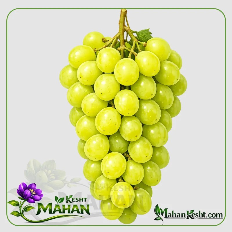 Muscat Grape