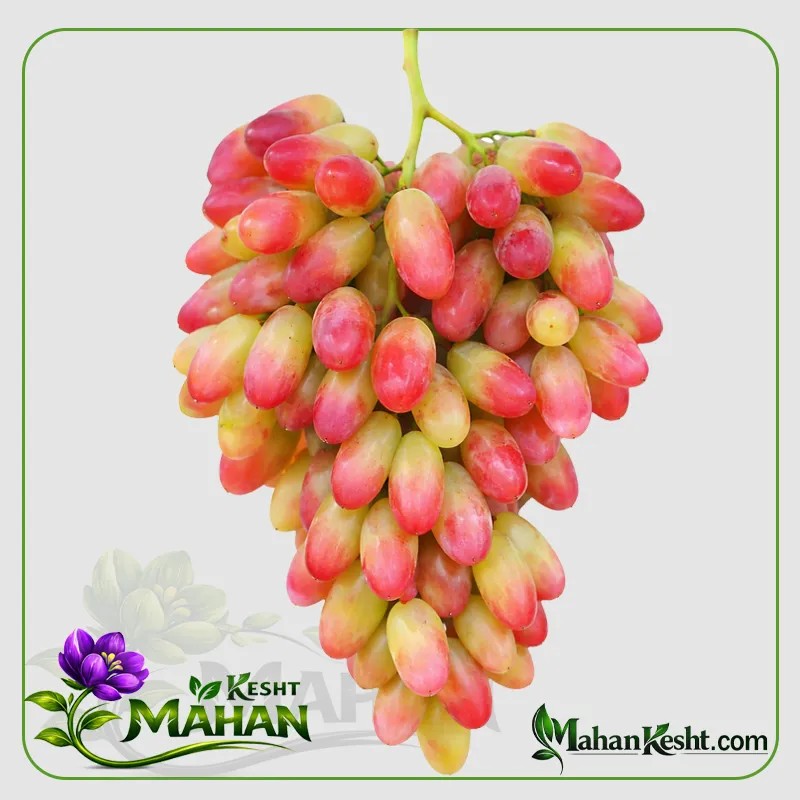 Japanese Manicure Finger Grape