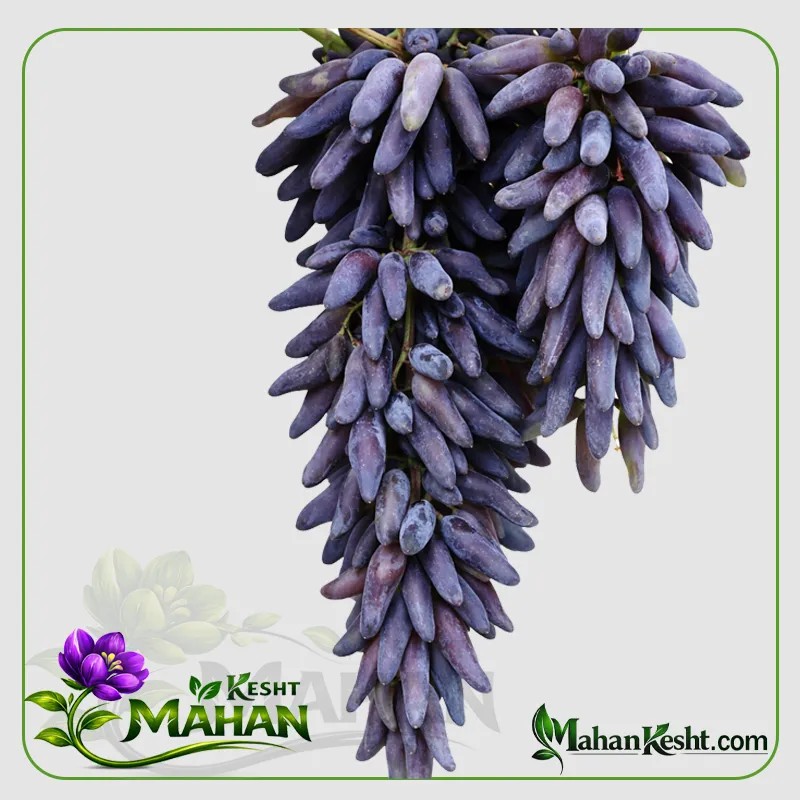 Black Sword Grape