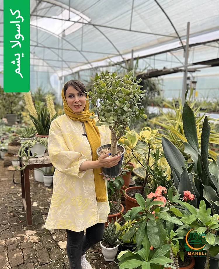 بنسای کراسولا یشم