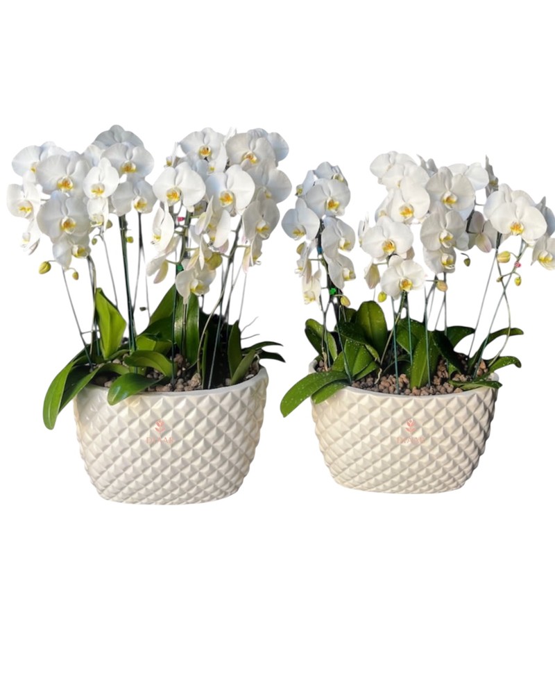 مجموعه ارکیده سفید