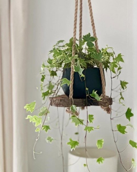 عشقه برای طراحی فضای سبز در فضاهای عمومی