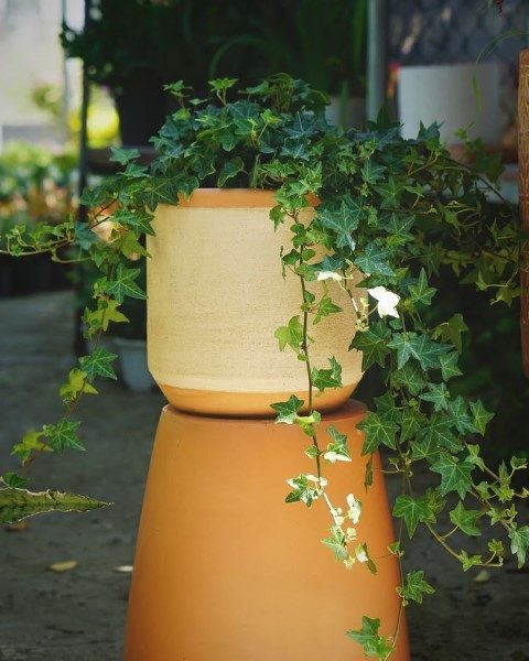 عشقه برای طراحی فضای سبز در حیاط