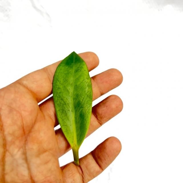 برگ زامیفولیا سبز