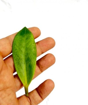 برگ سبز زاموفیلیا