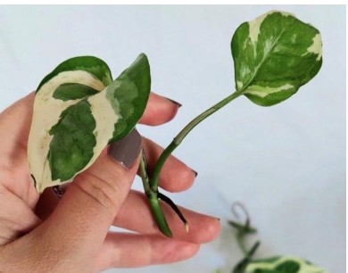 قلمه گیاه پتوس ارتشی