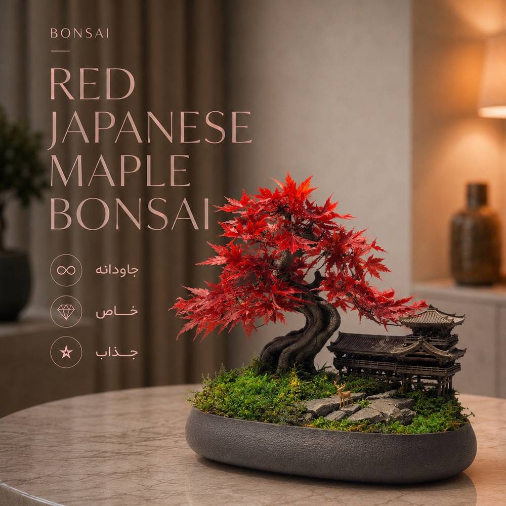 Red Japanese Maple Bonsai