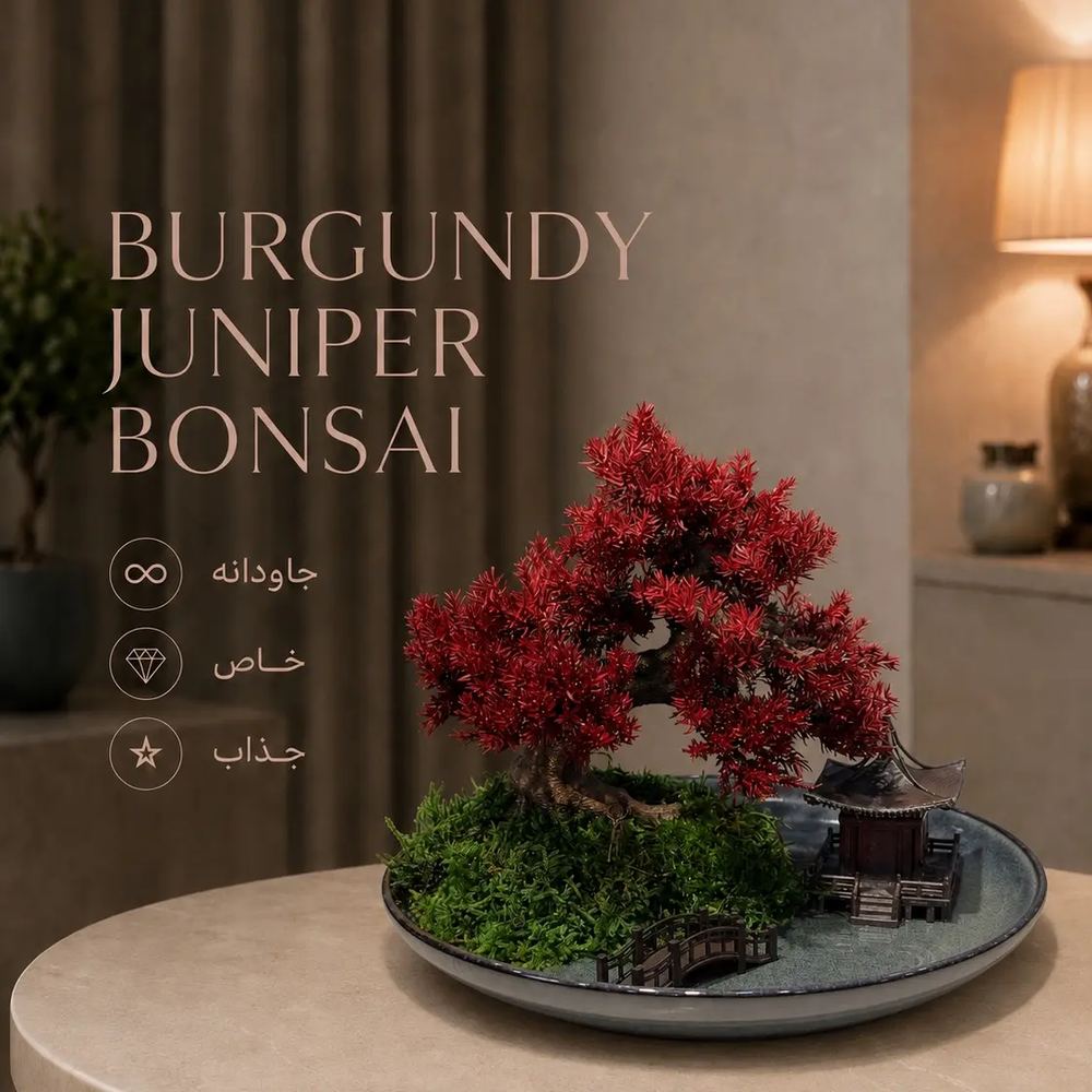 Burgundy Juniper Bonsai