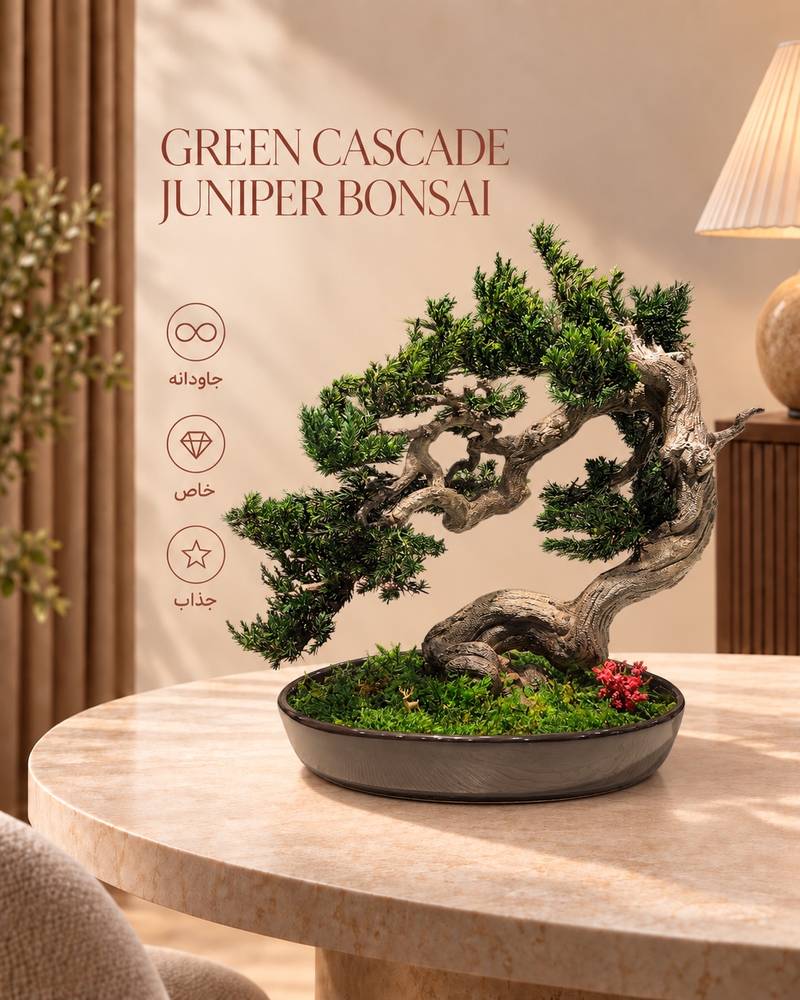 Green Cascade Juniper Bonsai