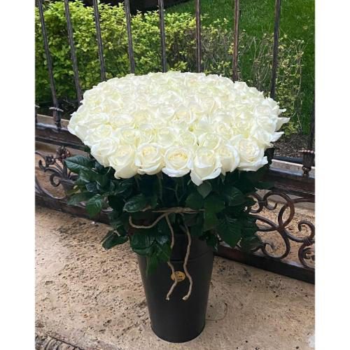 جام گل رز سفید 6346
