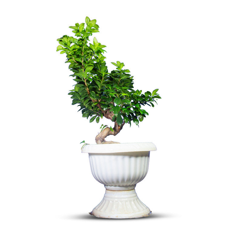 گیاه طبیعی بونسای جنسینگ کد s