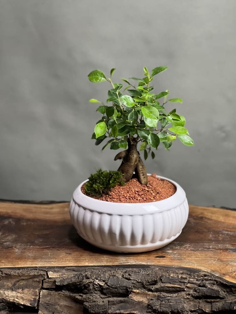 گیاه بنسای جینسینگ ۱۴ ساله