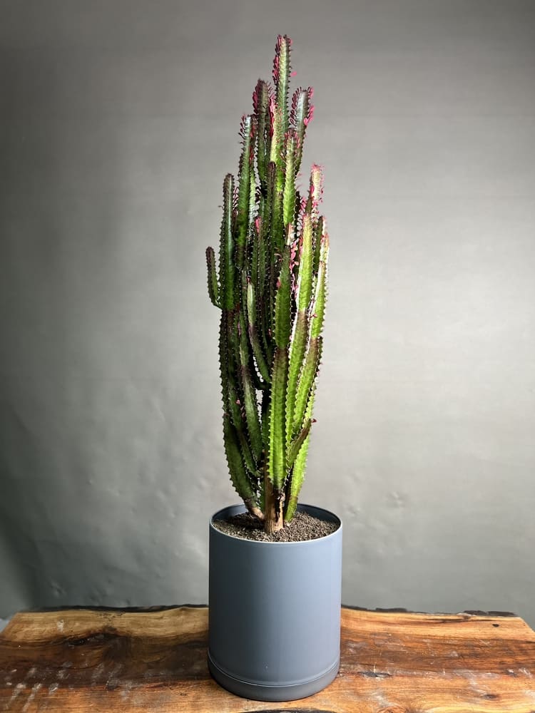 گیاه افوربیا تیرگونا قرمز 150 Cm