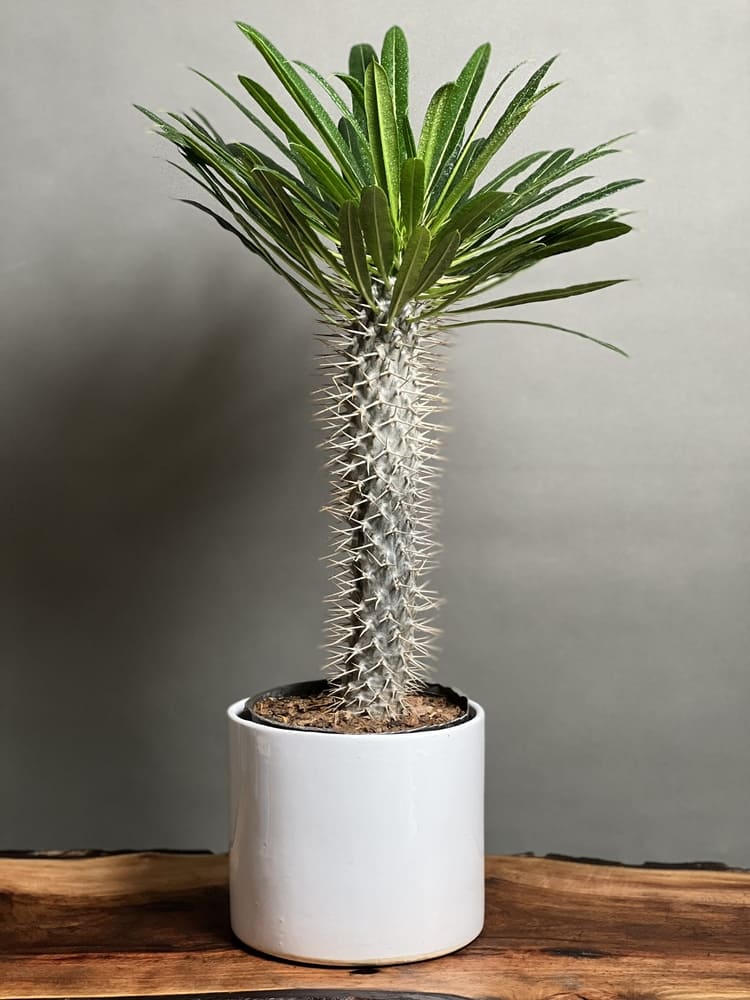 گیاه نخل ماداگاسکار 50 Cm