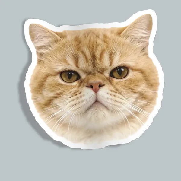 استیکر look like angry cat
