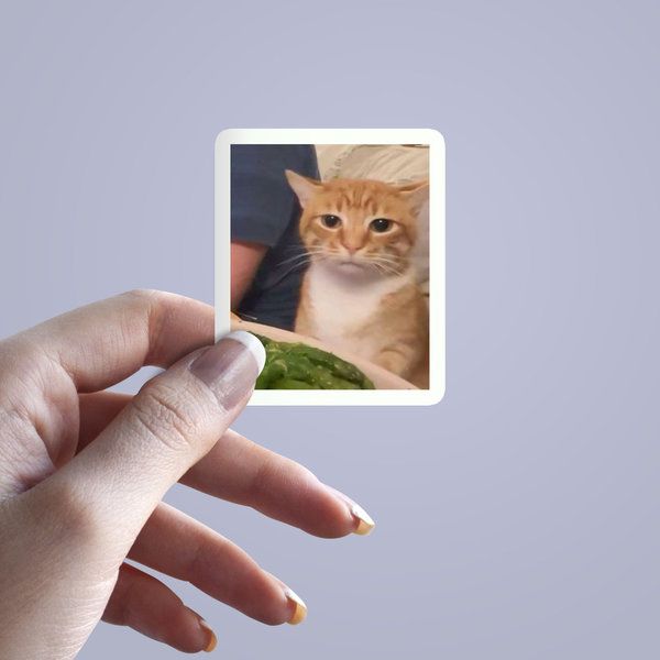 استیکر Not Enough cat