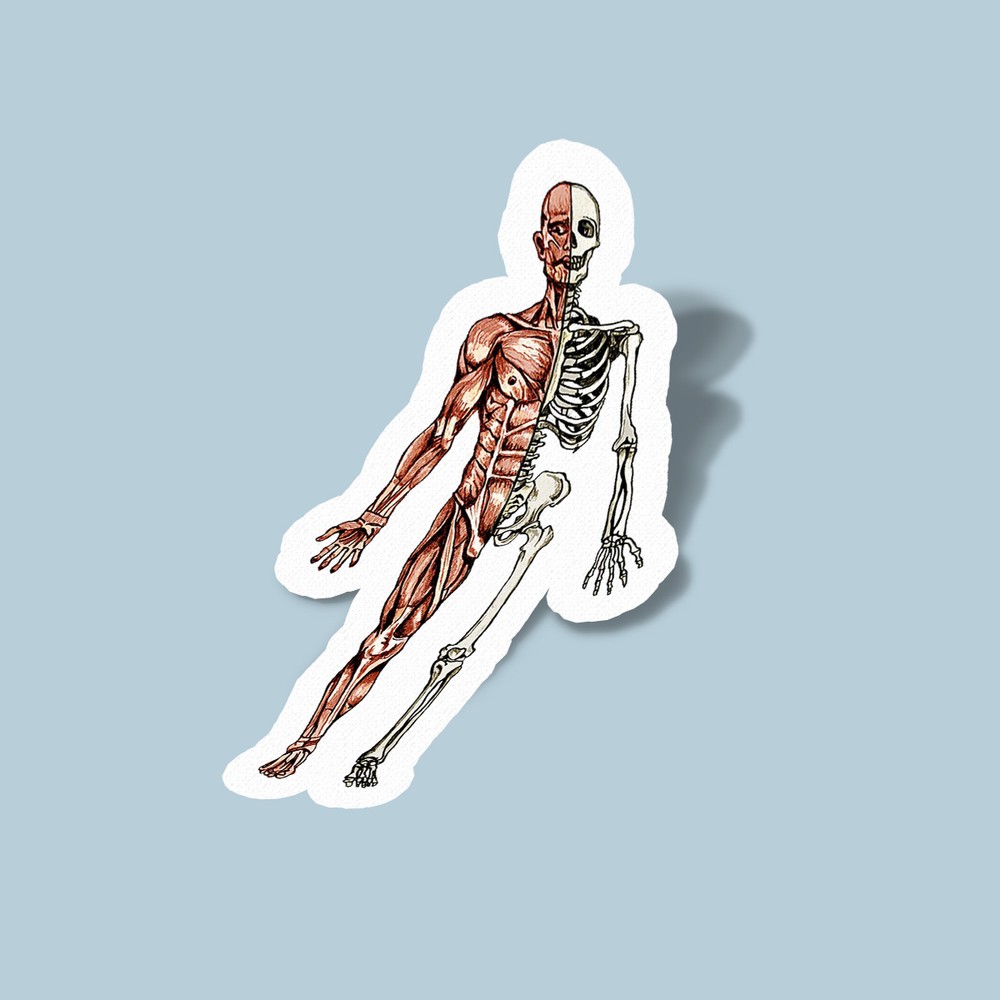 استیکر half muscles half bones