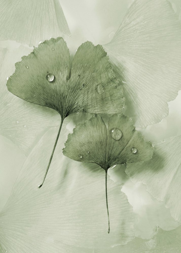 Green Ginkgo تابلو