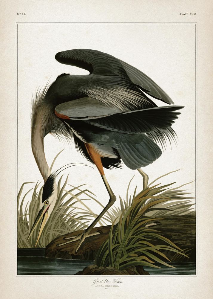 Great Blue Heron تابلو