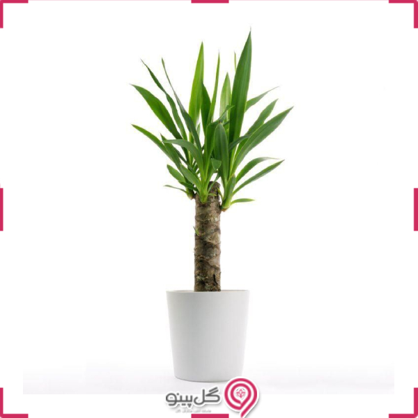 گلدان یوکا Yucca