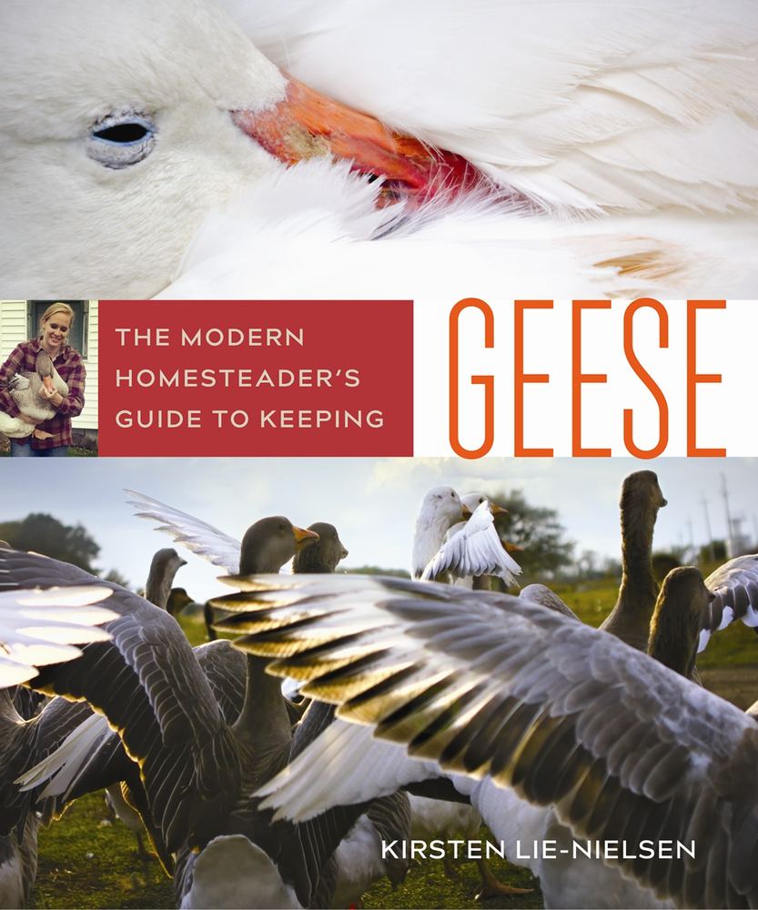 راهنمای جامع خانه‌دار امروزی برای نگهداری از غاز: ۲۰۱۷ <br> The Modern Homesteader's Guide to Keeping Geese: 2017 - کالیبو