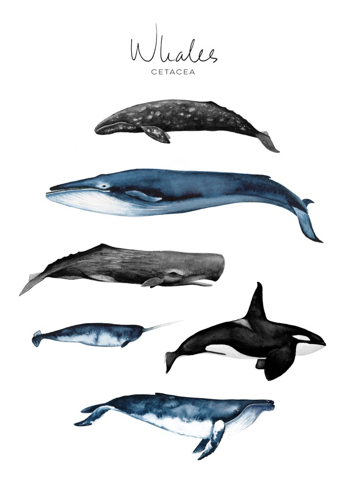 Whales تابلو