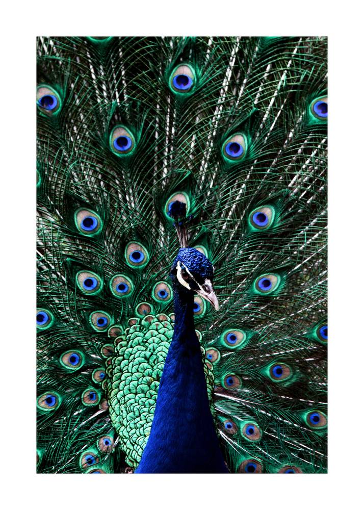 Peacock تابلو
