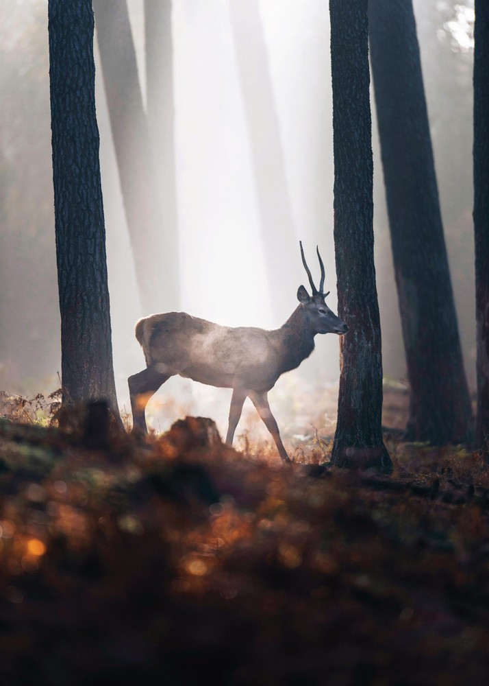 Red Deer تابلو
