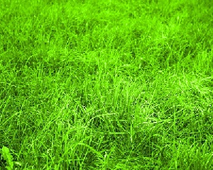 دانلود پاورپوینت چمن آفریقایی (مرغ)