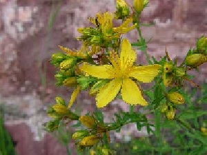 گل راعی Chelidonium majus تعداد (20 صفحه ورد)