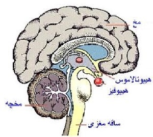 ساختمان غده هیپوفیز و هورمونهای آن