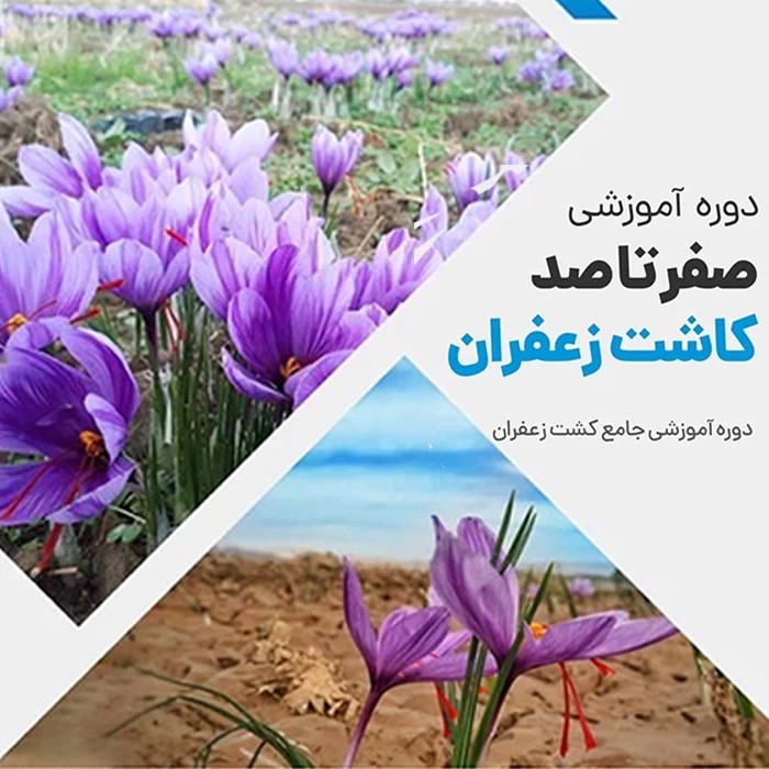 آموزش کاشت زعفران کاری پایدار