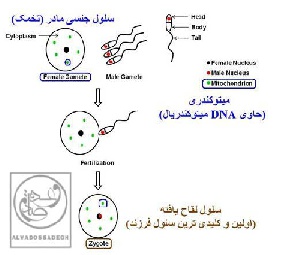شرح و رمز گشایی از DNA امراض ژنیتکی میتوکندریا در انسان