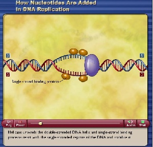 همانند سازی DNA یا DNA replication